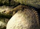 Ящерица Armadillo (поясохвост)