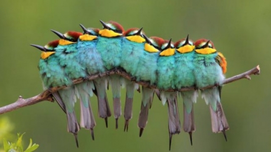 Oruga de Plumas (фото Хосе Луиса Родригеса)