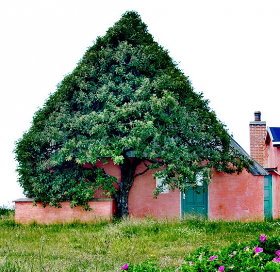 дерево приняло форму дома